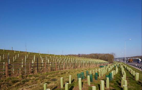 Newly planted trees beside the M1 to restore and enhance local biodiversity, part of the project’s commitment to sustainability.